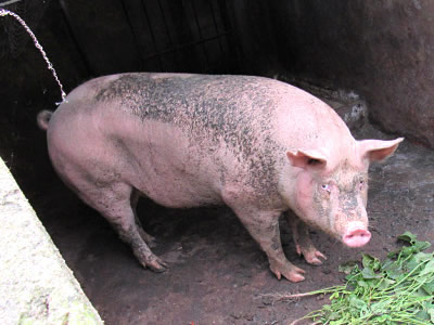 生態(tài)豬